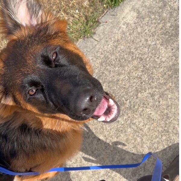 Happy German Shepherd with tongue out