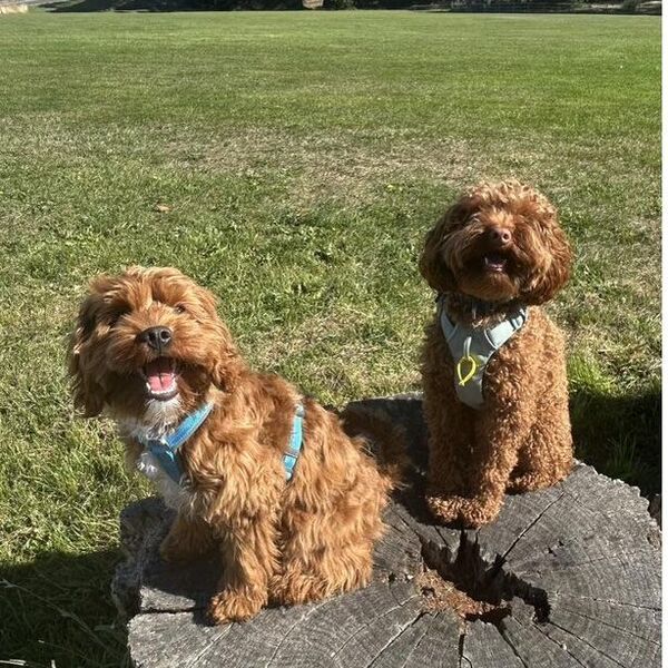 Two cavoodles posing together on a rock